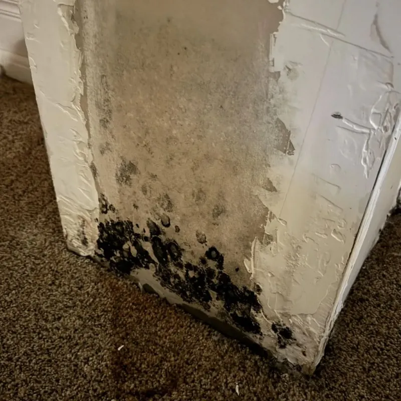 Professional Mold Removal in Oakhurst, CA